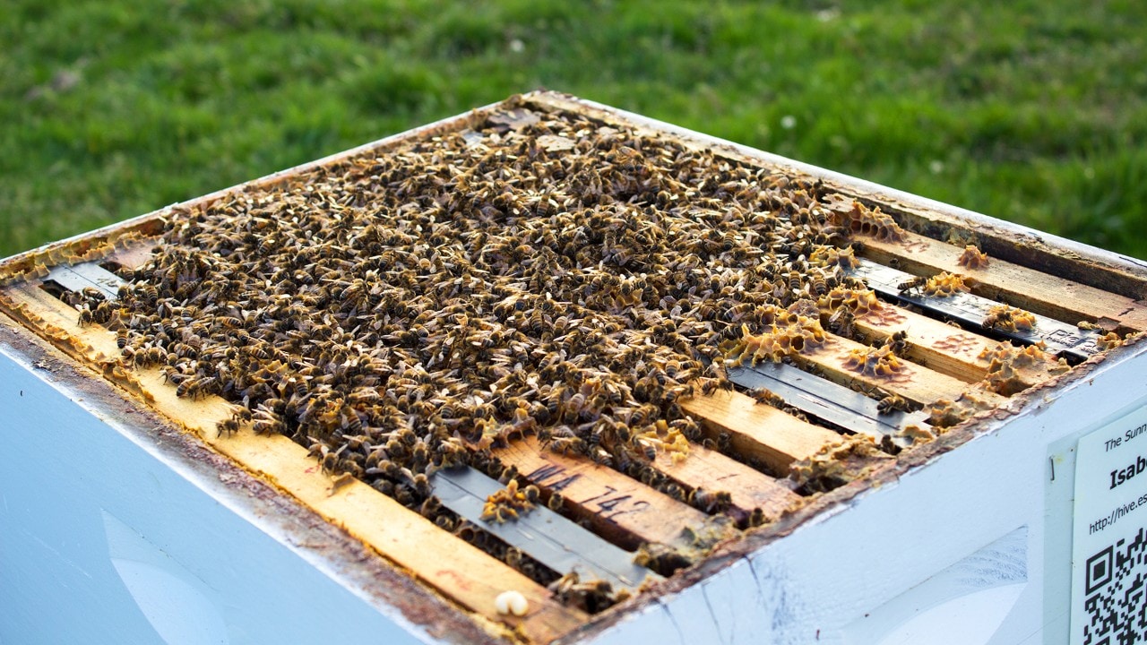 Sarah names each of her hives after queens like Elizabeth and Cleopatra. Each hive can have 30,000 workers and one queen. Photo by Jay Zschunke