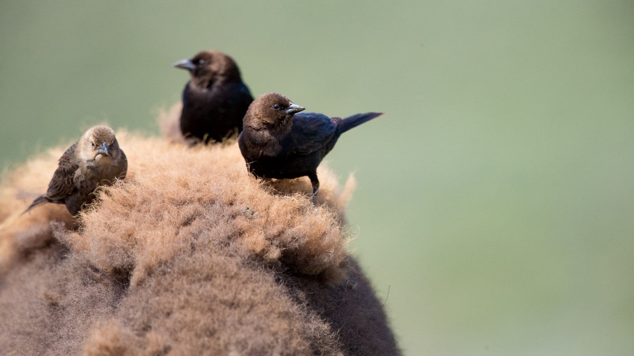 Cowbirds feed on insects while riding on the back of a large bison. 