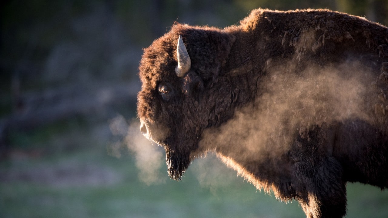 Weighing about 2,000 pounds, a mature male bison relaxes on a brisk morning in Yellowstone National Park.