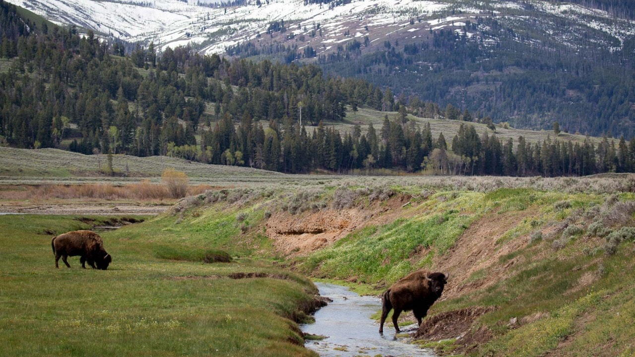 Two bison graze along Soda Butte Creek.