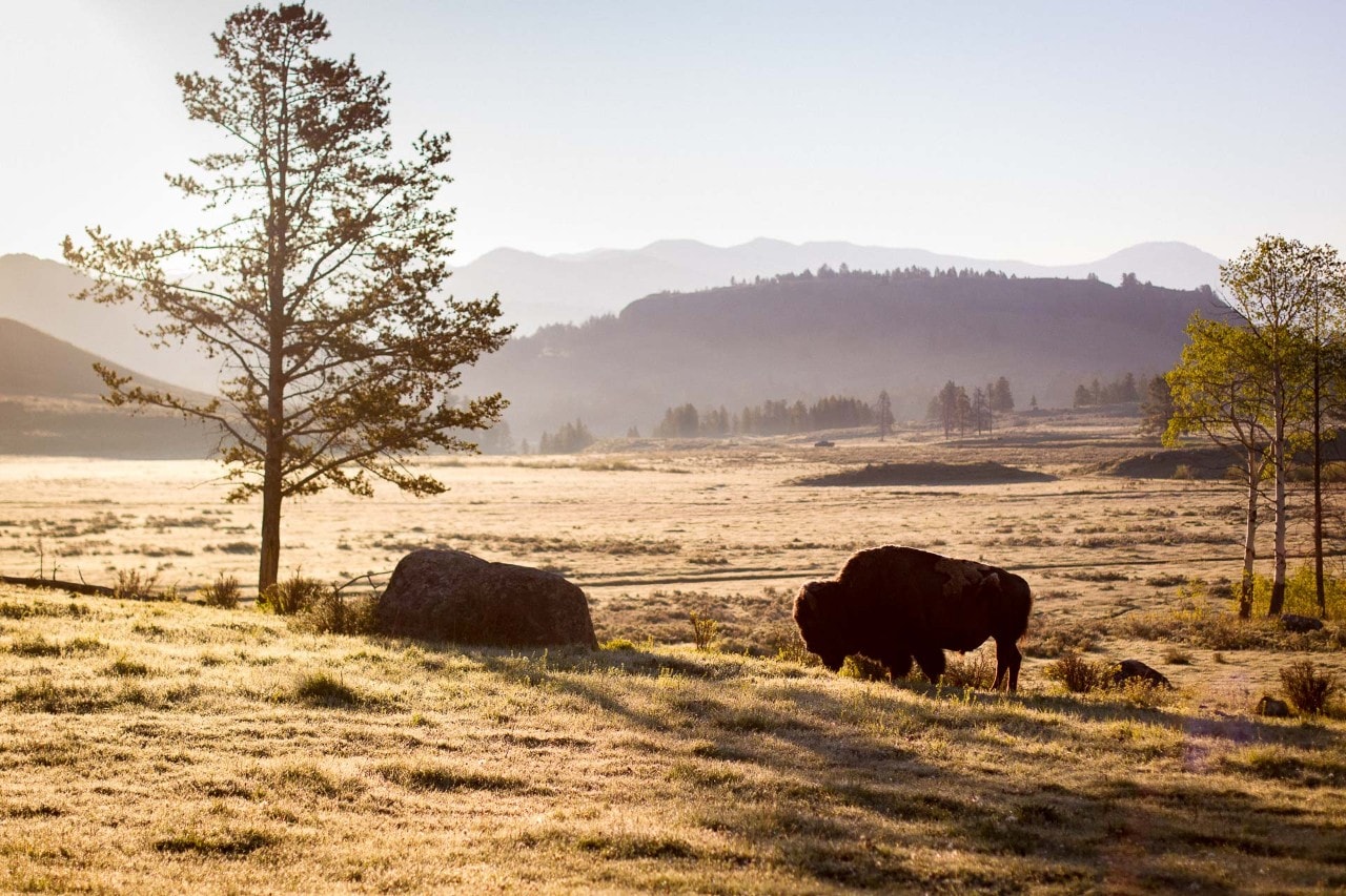 A bison grazes.