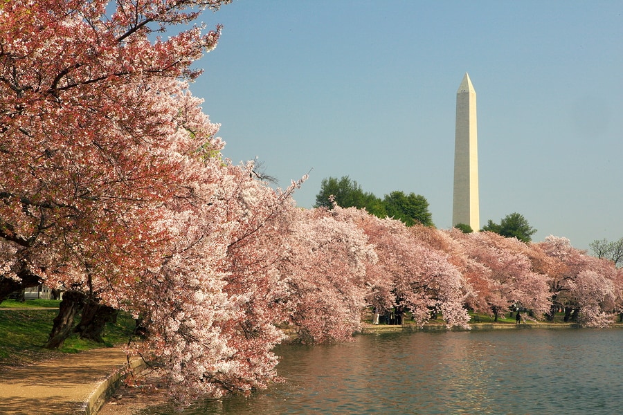 Cherry Blossoms - Washington, D.C.