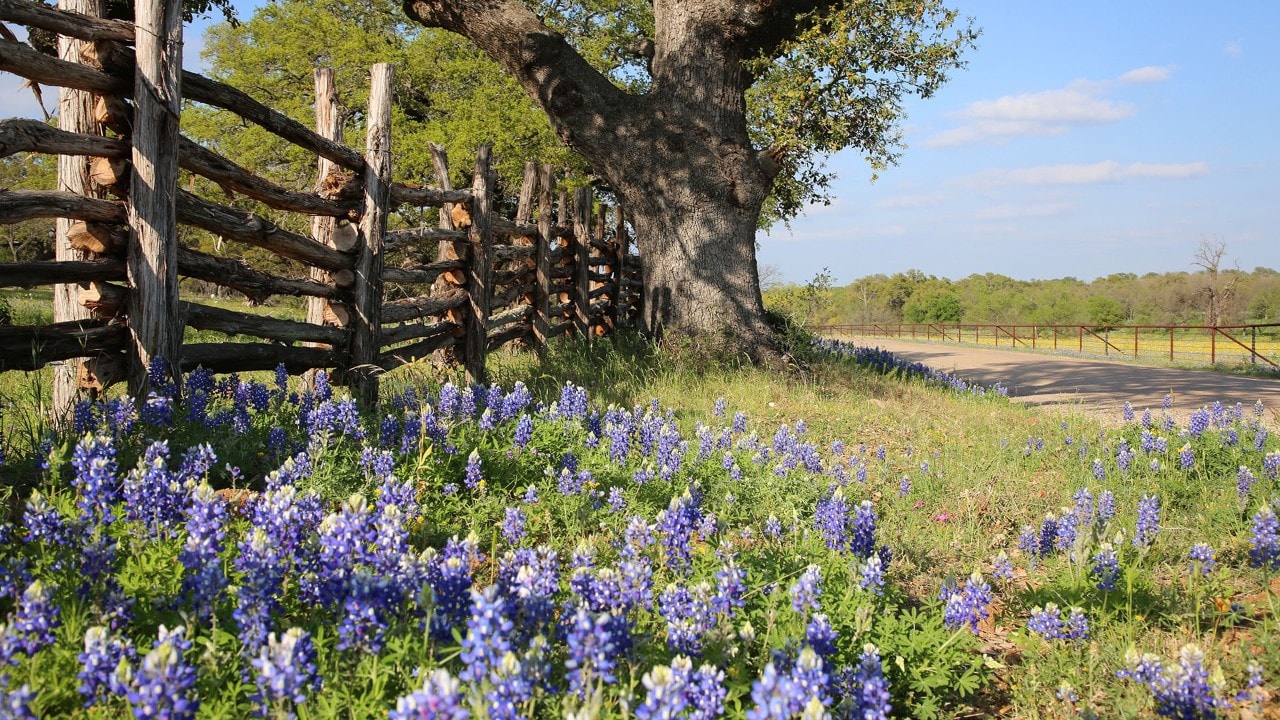 The Willow City Loop explodes with bluebonnets in spring. Photo by Charles Williams