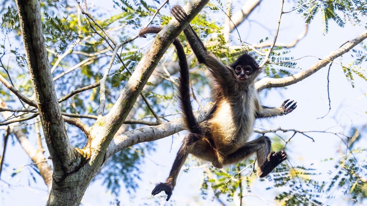 A spider monkey swings from a branch in Punta Laguna Nature Reserve.