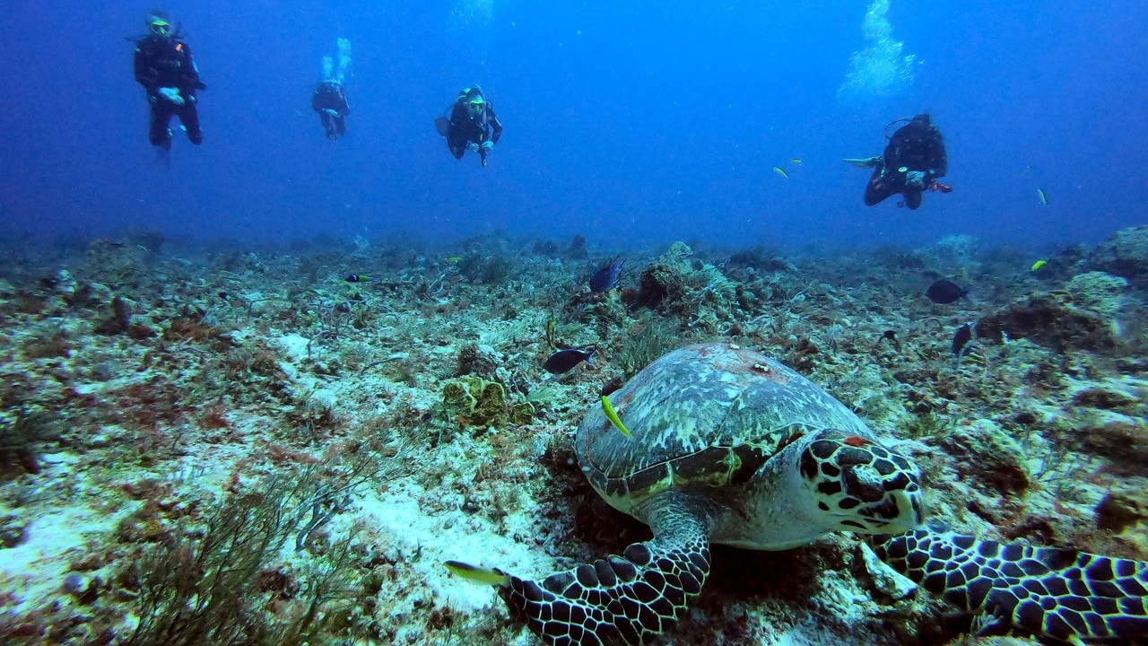 A hawksbill sea turtle rests off the coast of Playa del Carmen.