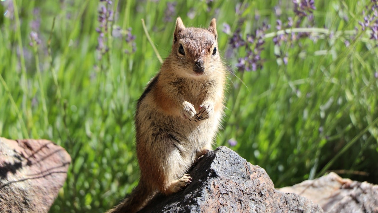 Chipmunks are among the charming residents of the Colorado Rockies.