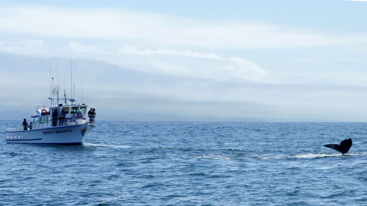 Whale-watching boat off the coast of Maui, Hawaii
