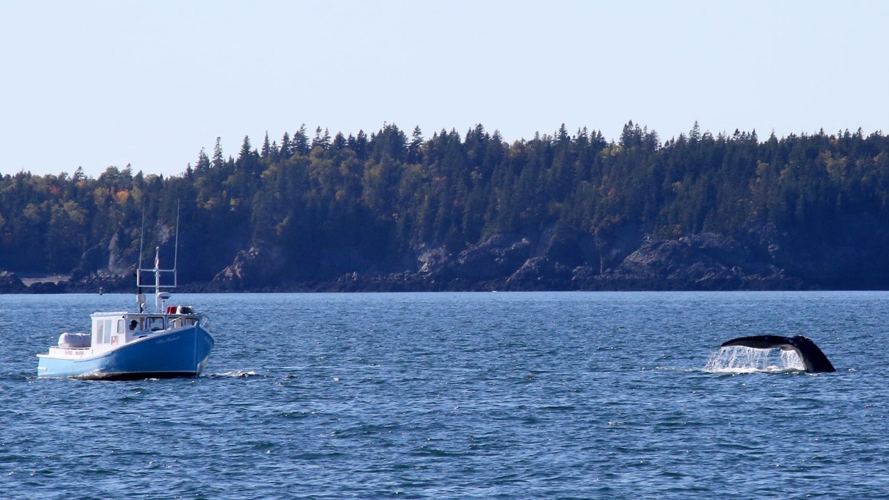 Whale boat off the coast of New Brunswick, Canada. Photo by Charles Williams