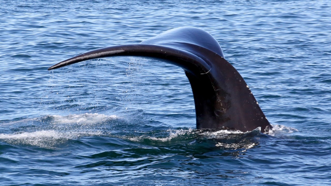 A North Atlantic right whale flips its tail in the Bay of Fundy off the coast of Canada. Photo by Charles Williams