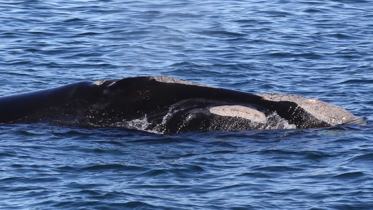 A North Atlantic right whale. Photo by Charles Williams