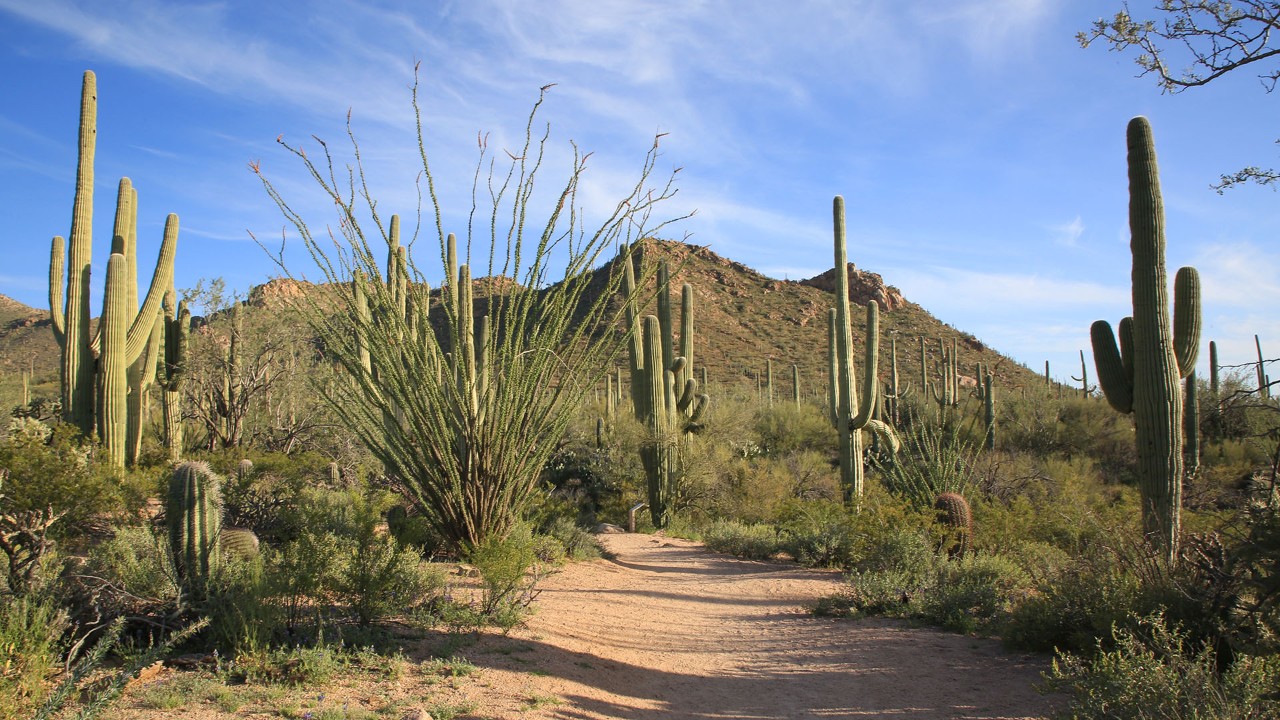 A trail at Saguaro National Park. Photo by Charles Williams