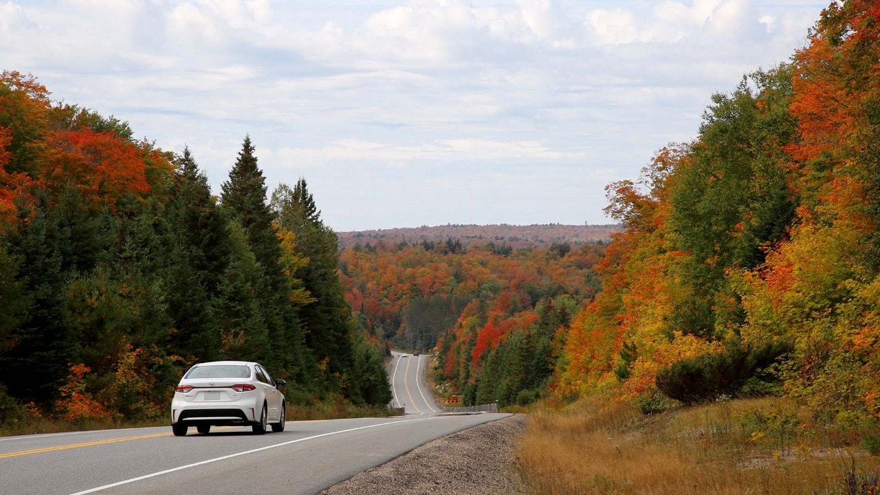 The Highway 60 drive through Algonquin is spectacular in fall.