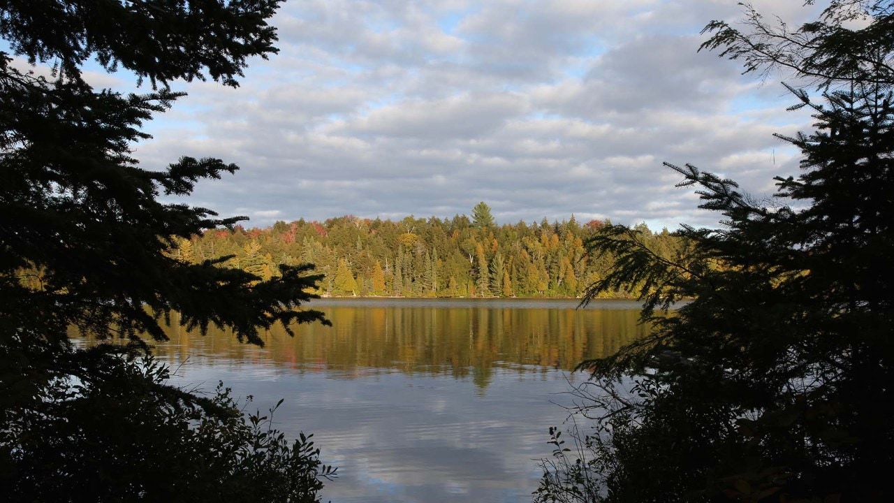 Pine trees line the lakes in Algonquin.