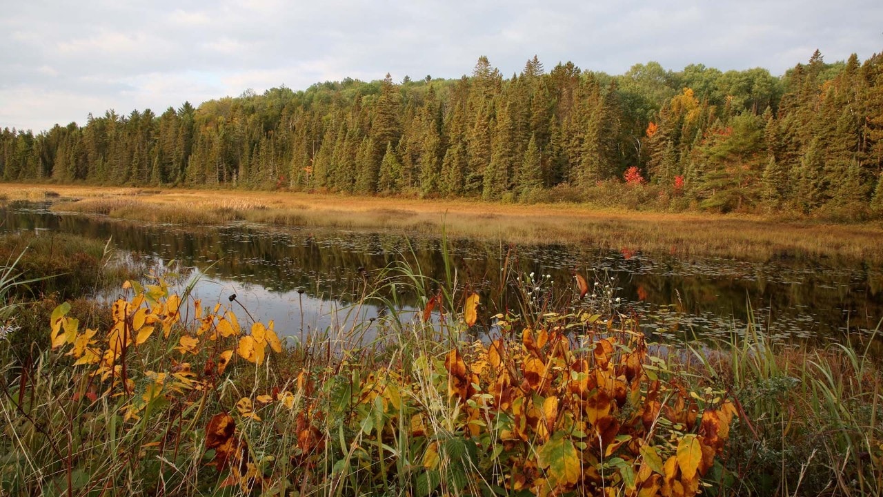 Algonquin features about 750 miles of streams and rivers.
