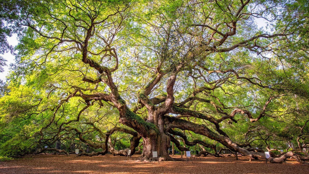 Angel Oak is about a 25-minute drive from Charleston.