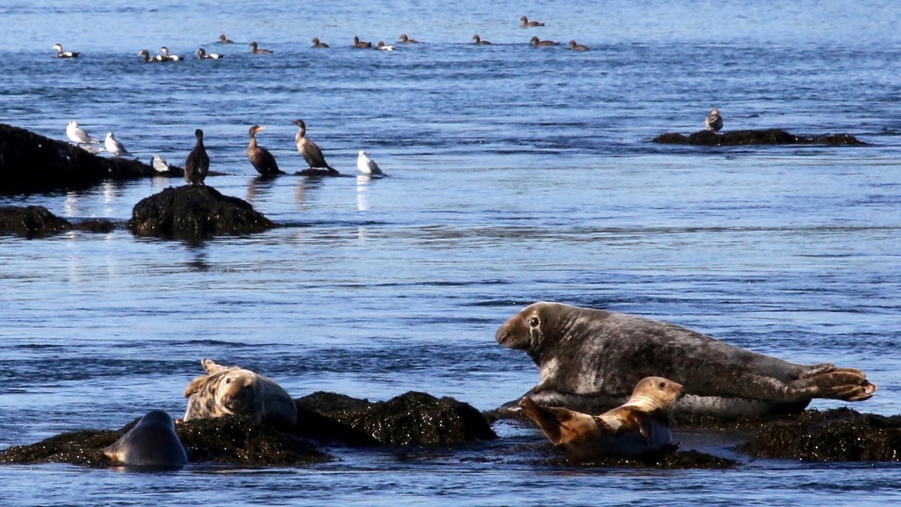 Seals and birds rest on rocks in the Bay of Fundy.