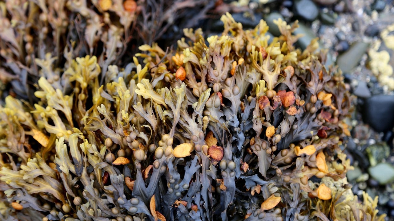 Colorful seaweed is exposed during low tide.