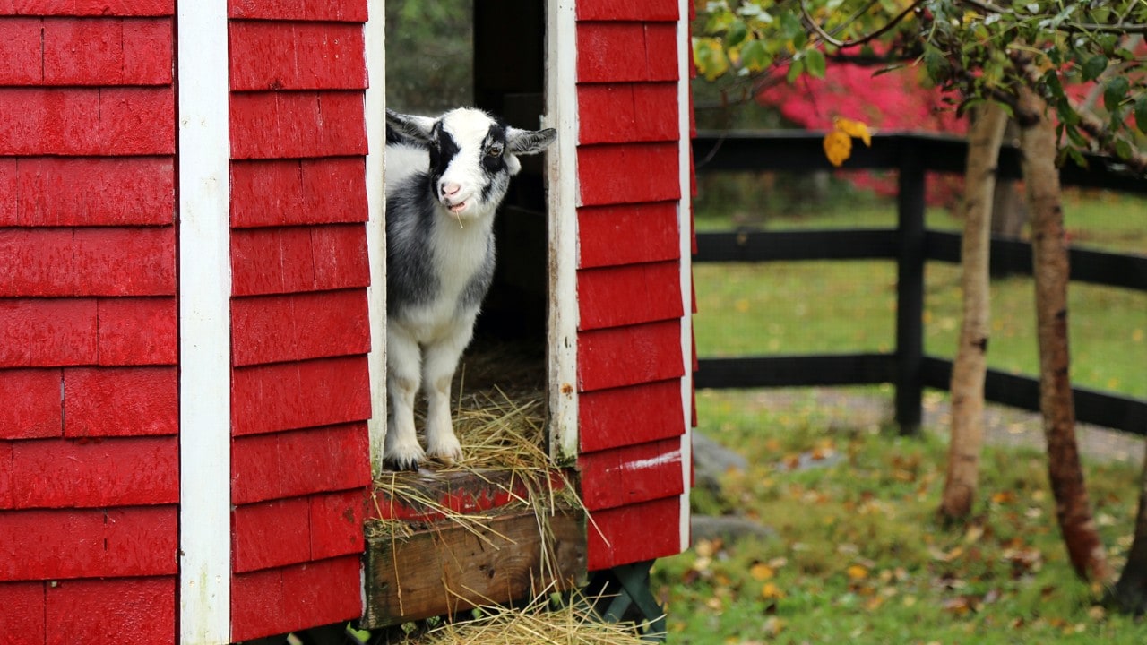 A pygmy goat greets visitors.