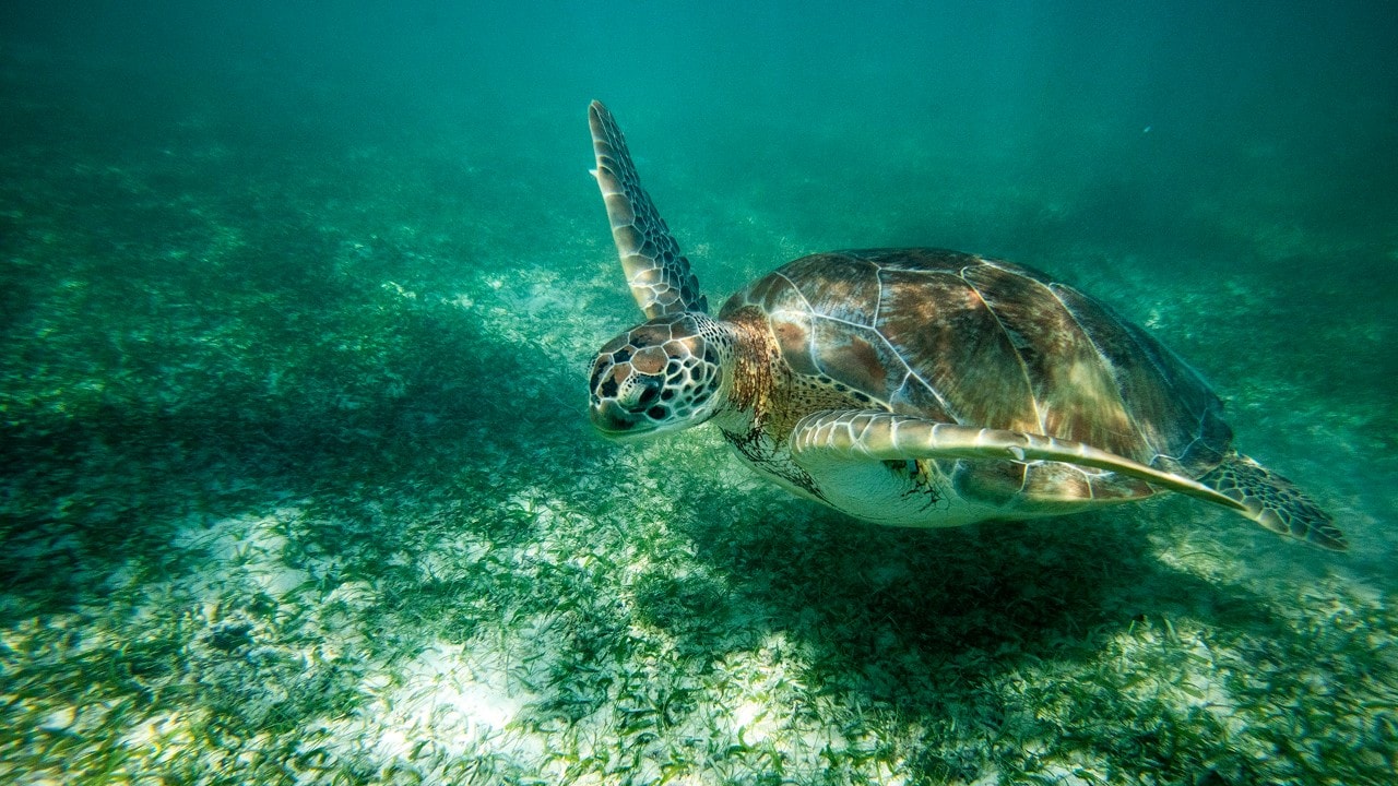 A sea turtle swims in the shallow waters off Playa Akumal near Tulum.