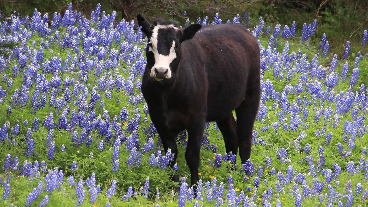 A cow stands in bluebonnets.