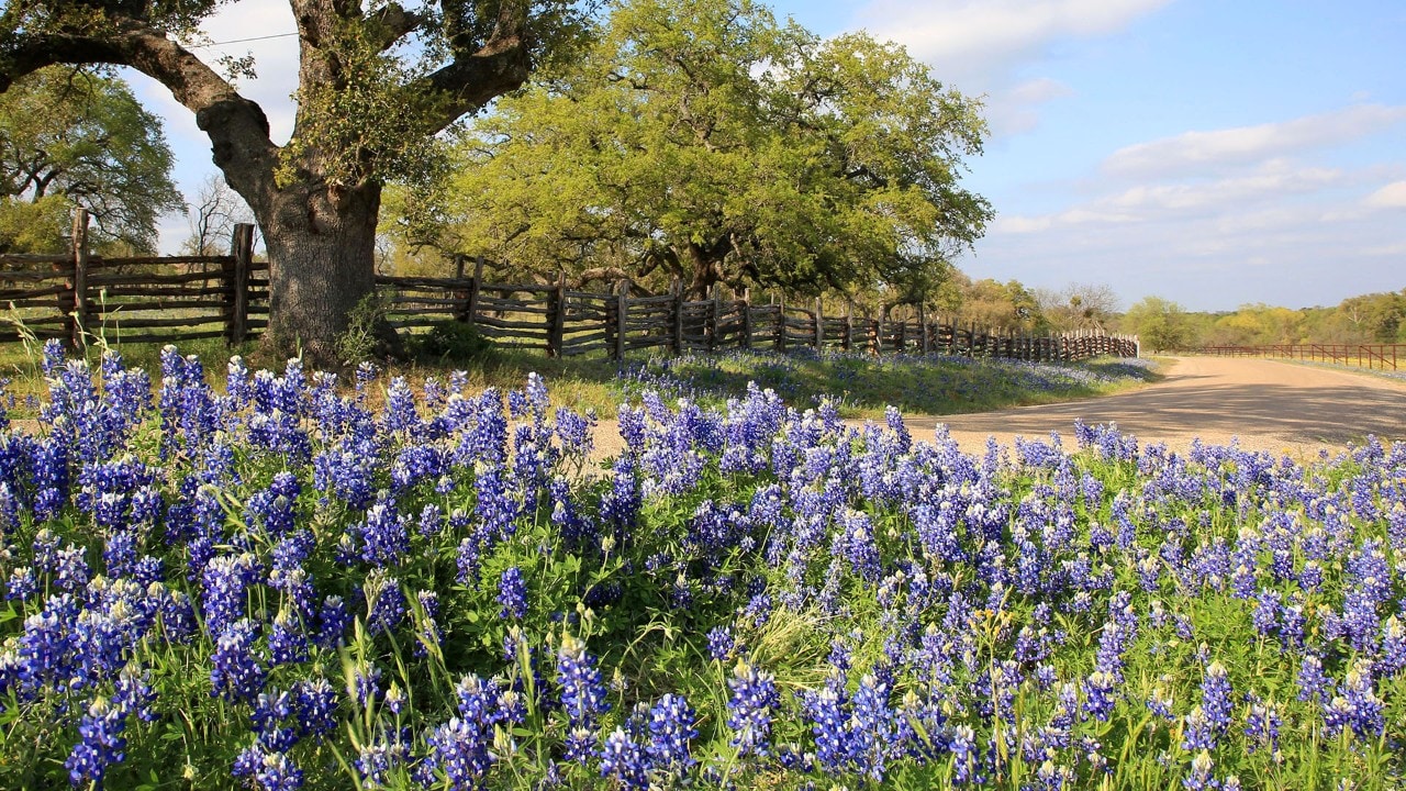 The Willow City Loop explodes with bluebonnets in spring.