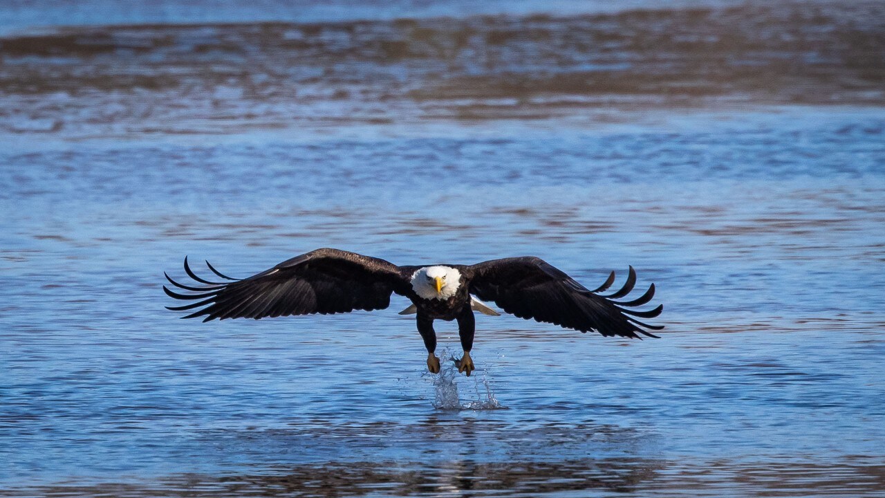 An eagle grabs a fish in its talons.