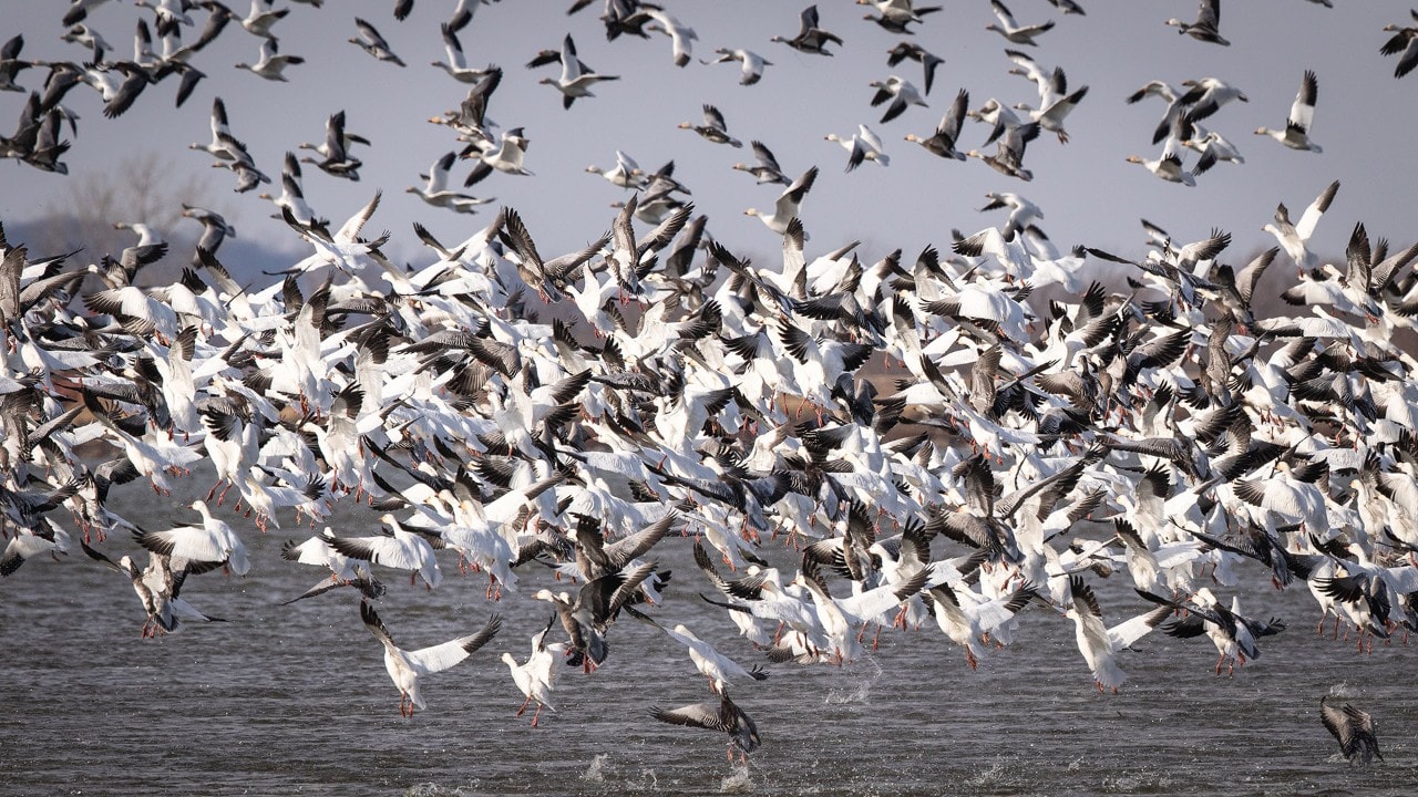 About 800,000 snow geese flock to Loess Bluffs National Wildlife Refuge in Missouri.