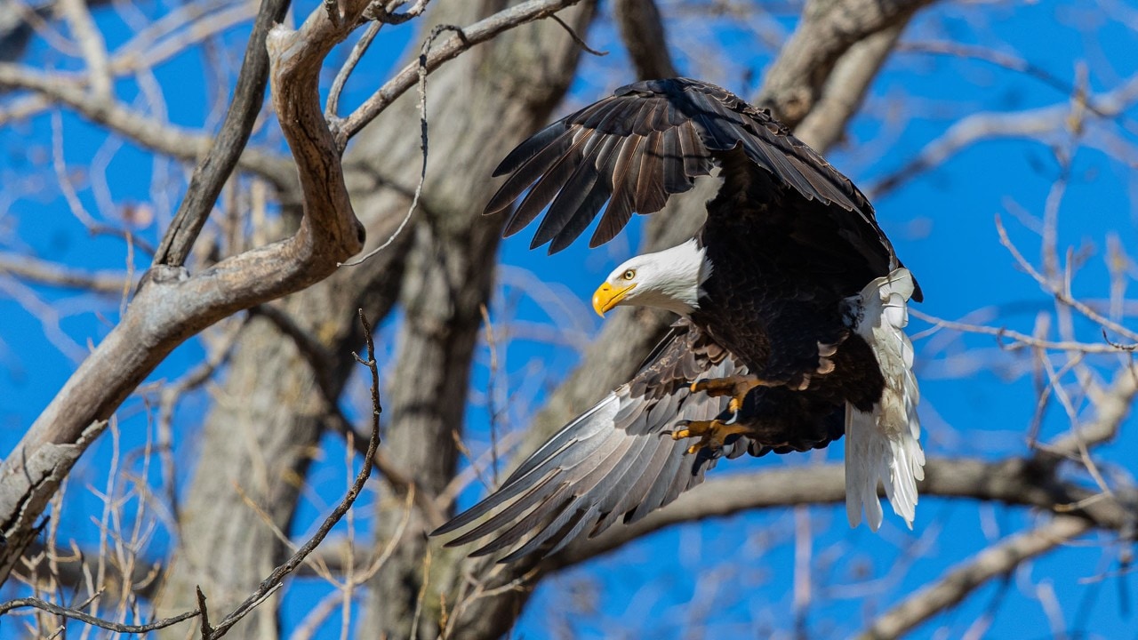 A bald eagle stretches its talons as it prepares to land.