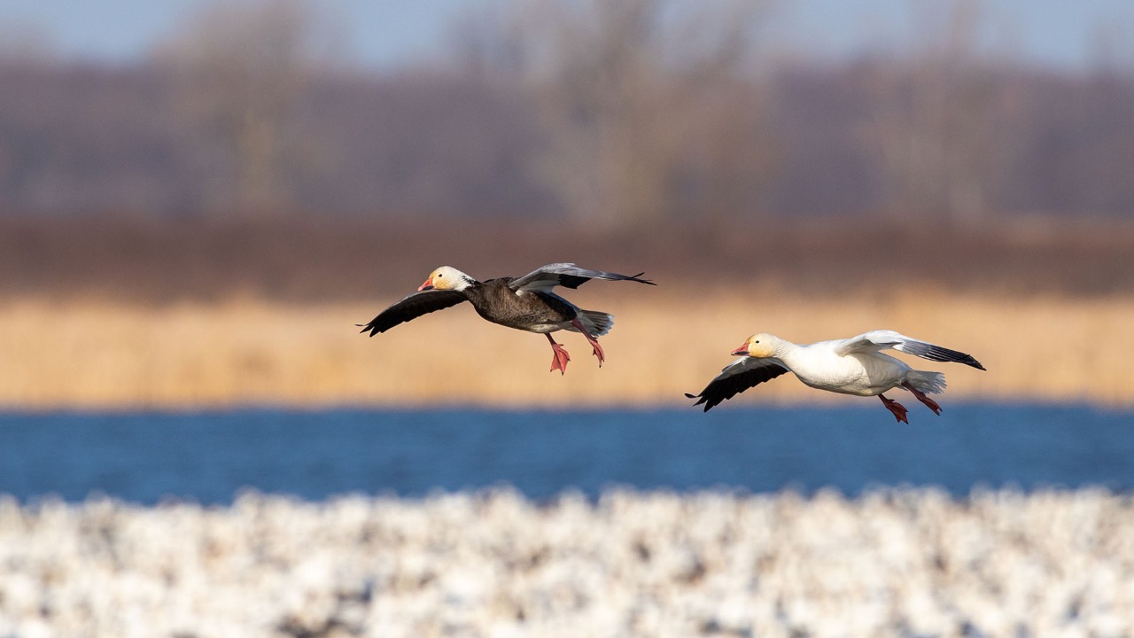 A pair of snow geese glide across Eagle Pool at Loess Bluffs.
