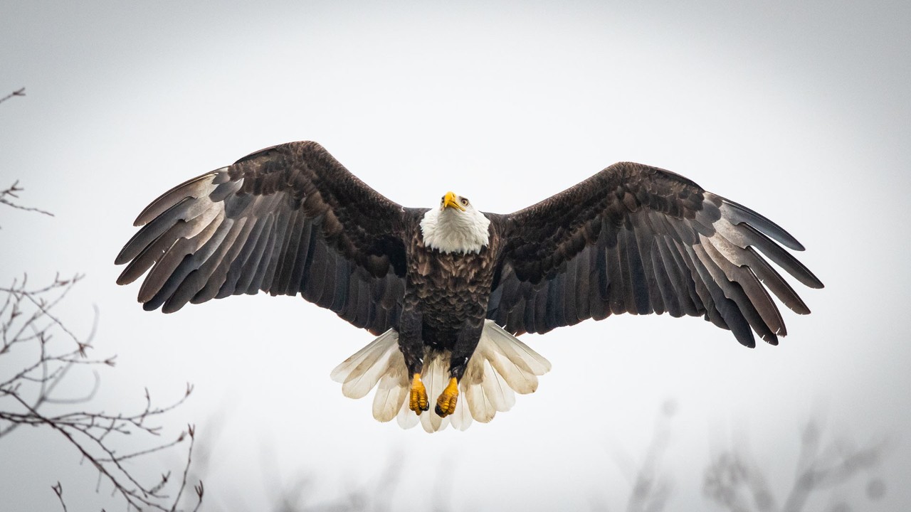A bald eagle soars high in the air along the Kaskaskia River in Carlyle, Illinois.