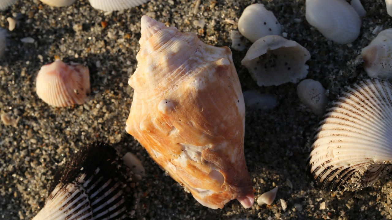 Shells on Turner Beach