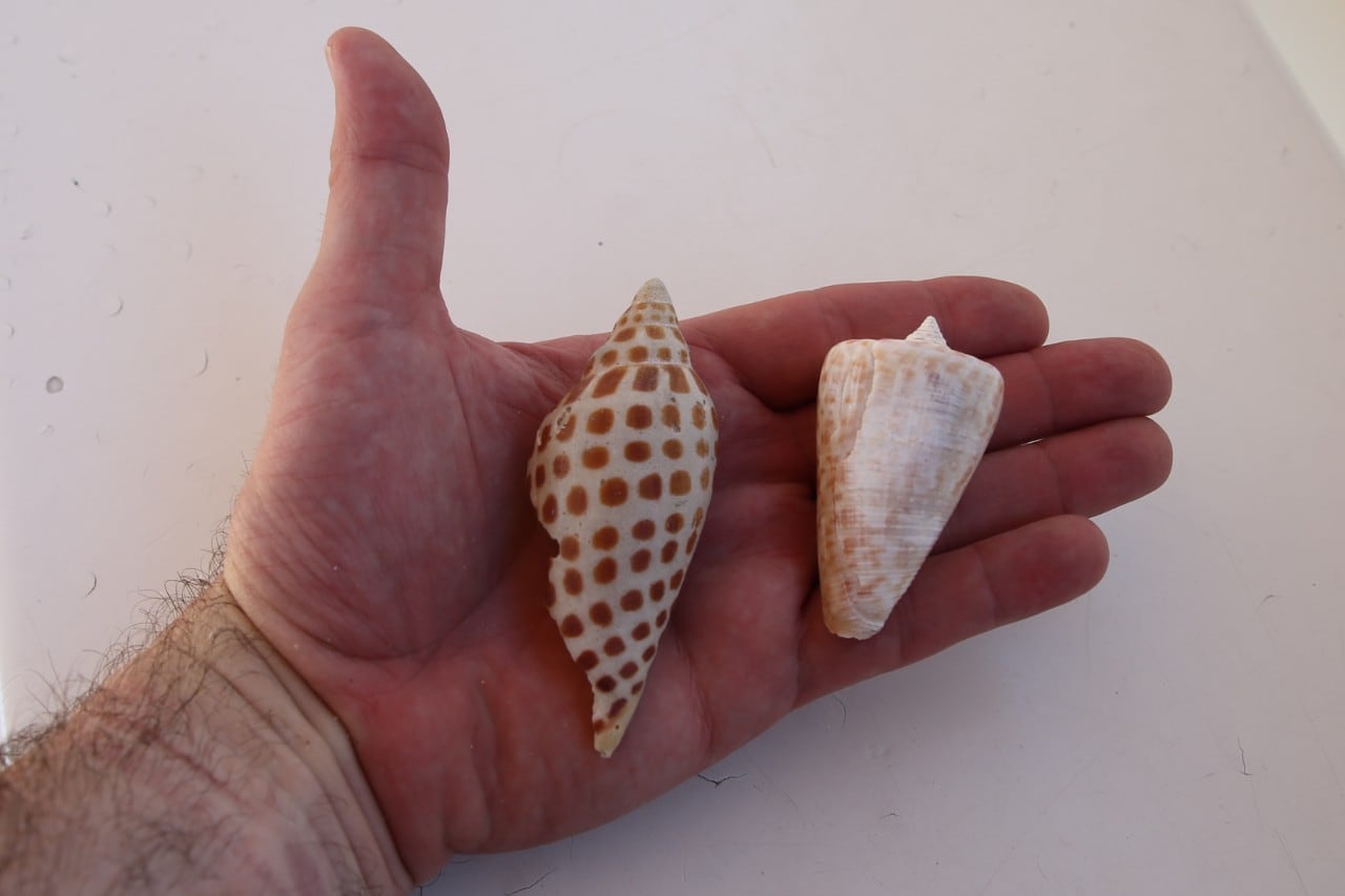 A prized junonia shell (left) and an alphabet cone shell.