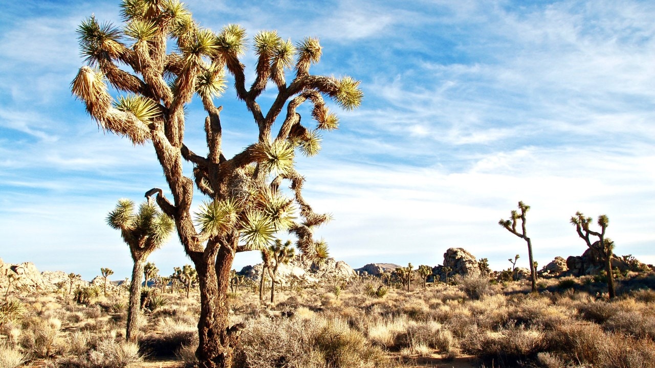 Mormon immigrants gave the Joshua tree, a member of the agave family, its name, according to Western lore.