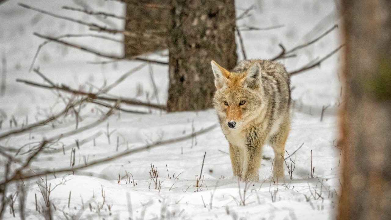 A coyote prowls in the dense winter forest.