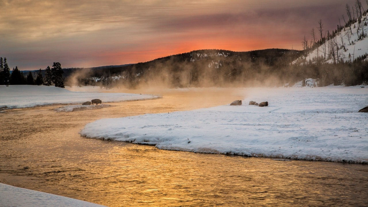Bison gather at the Madison River during sunrise.