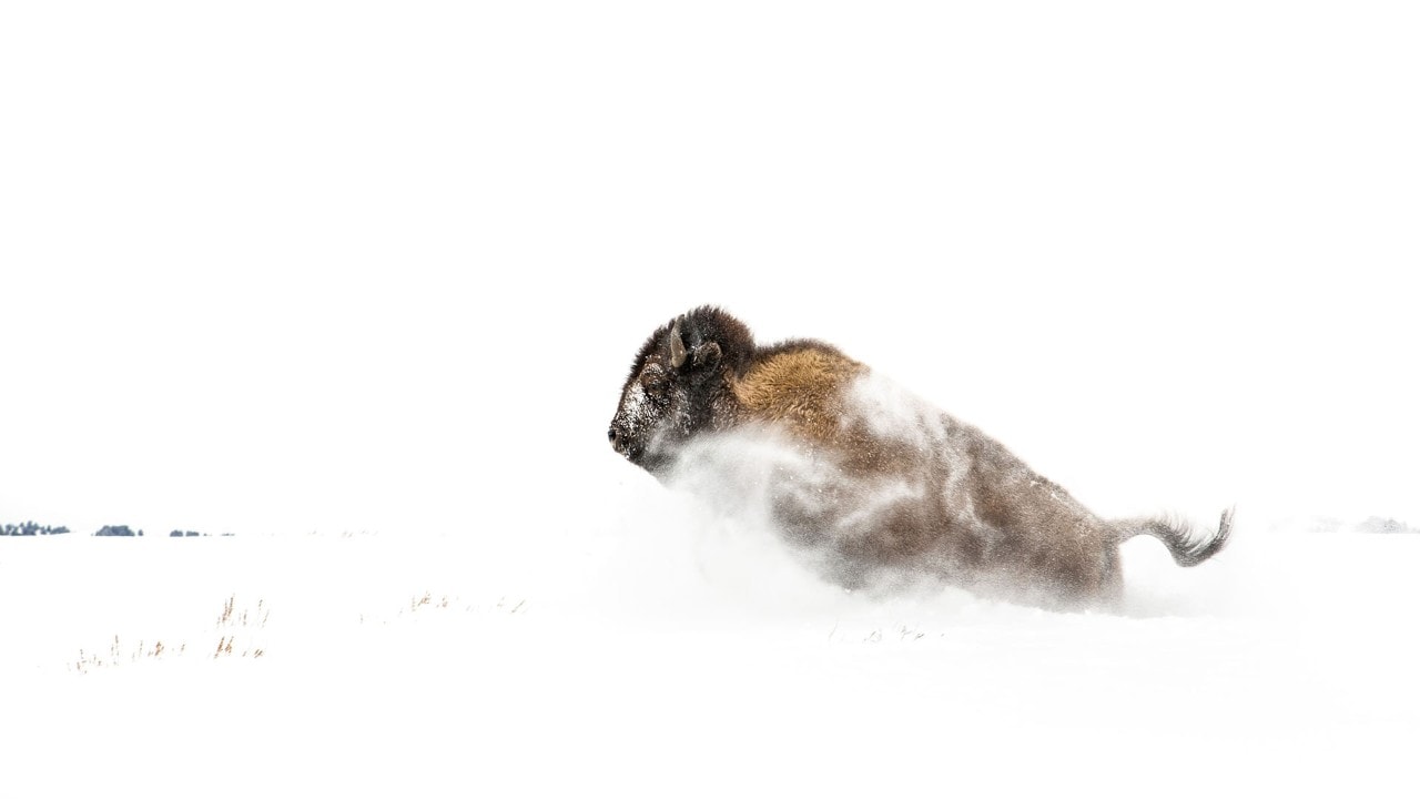 A powerful bison plows his way through waist-deep snow.