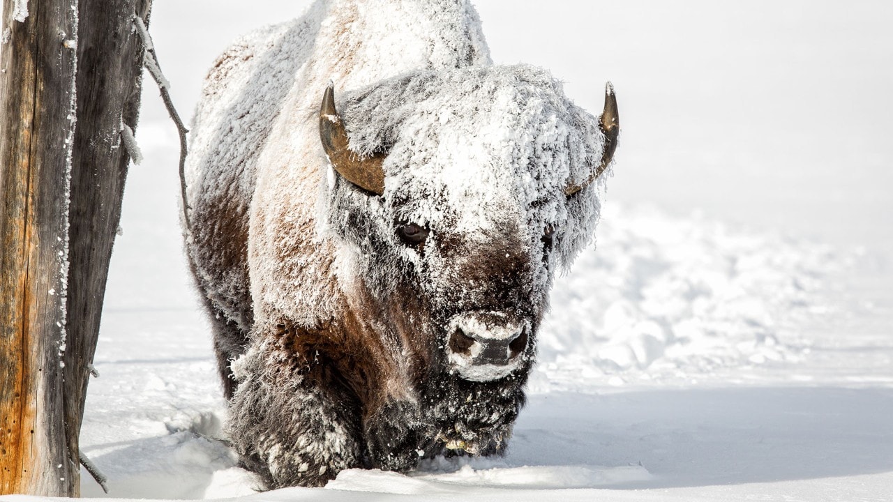 A frost-covered bison walks in Lamar Valley at Yellowstone National Park.