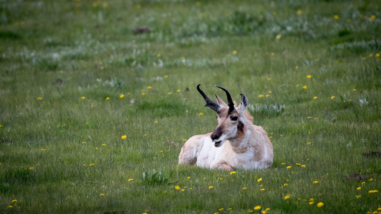 A large pronghorn relaxes in a field of dandelions in Yellowstone National Park. 