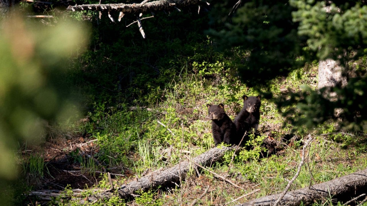 Two black bear cubs rest atop the hillside. Once fully matured, black bears can reach well over 200 pounds.