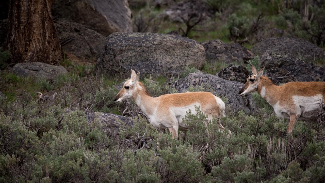 A small herd of pronghorn makes its way across Yellowstone National Park. 
