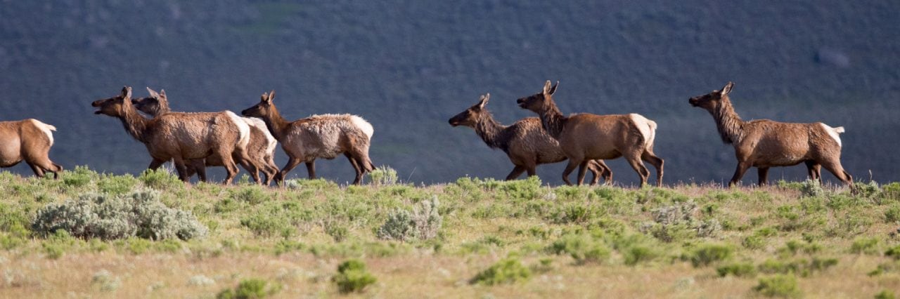A herd of elk moves during a beautiful afternoon in May. Since elk shed their antlers during March and April, they are typically antler-free at this time of year. 