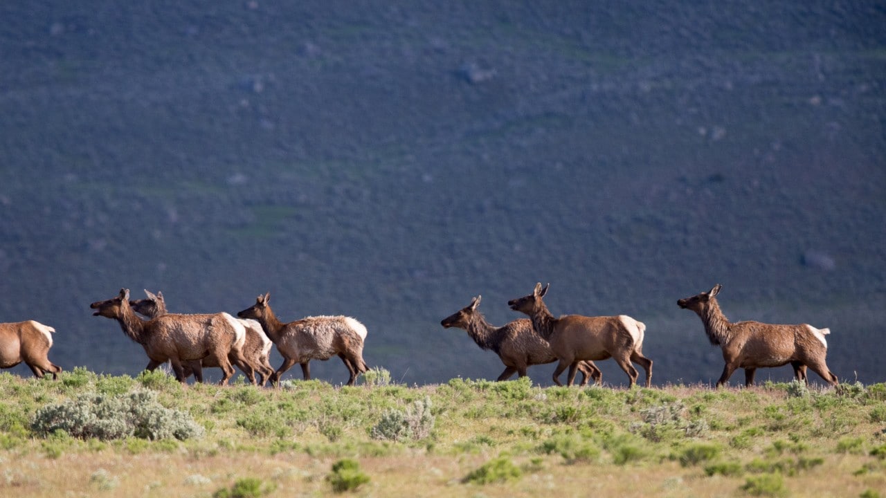 A herd of elk moves during a beautiful afternoon in May. Since elk shed their antlers during March and April, they are typically antler-free at this time of year. 