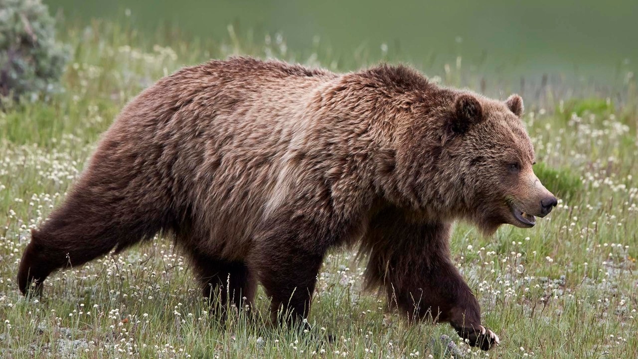The center's grizzlies and wolves would fare poorly in the wild.
