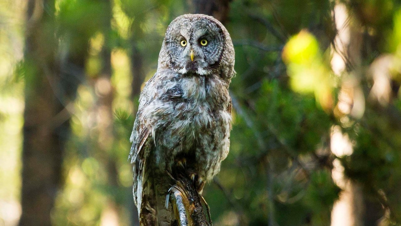 Owls and other raptors are viewable from May to November.