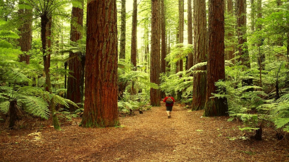 Humboldt Redwoods National Park, California