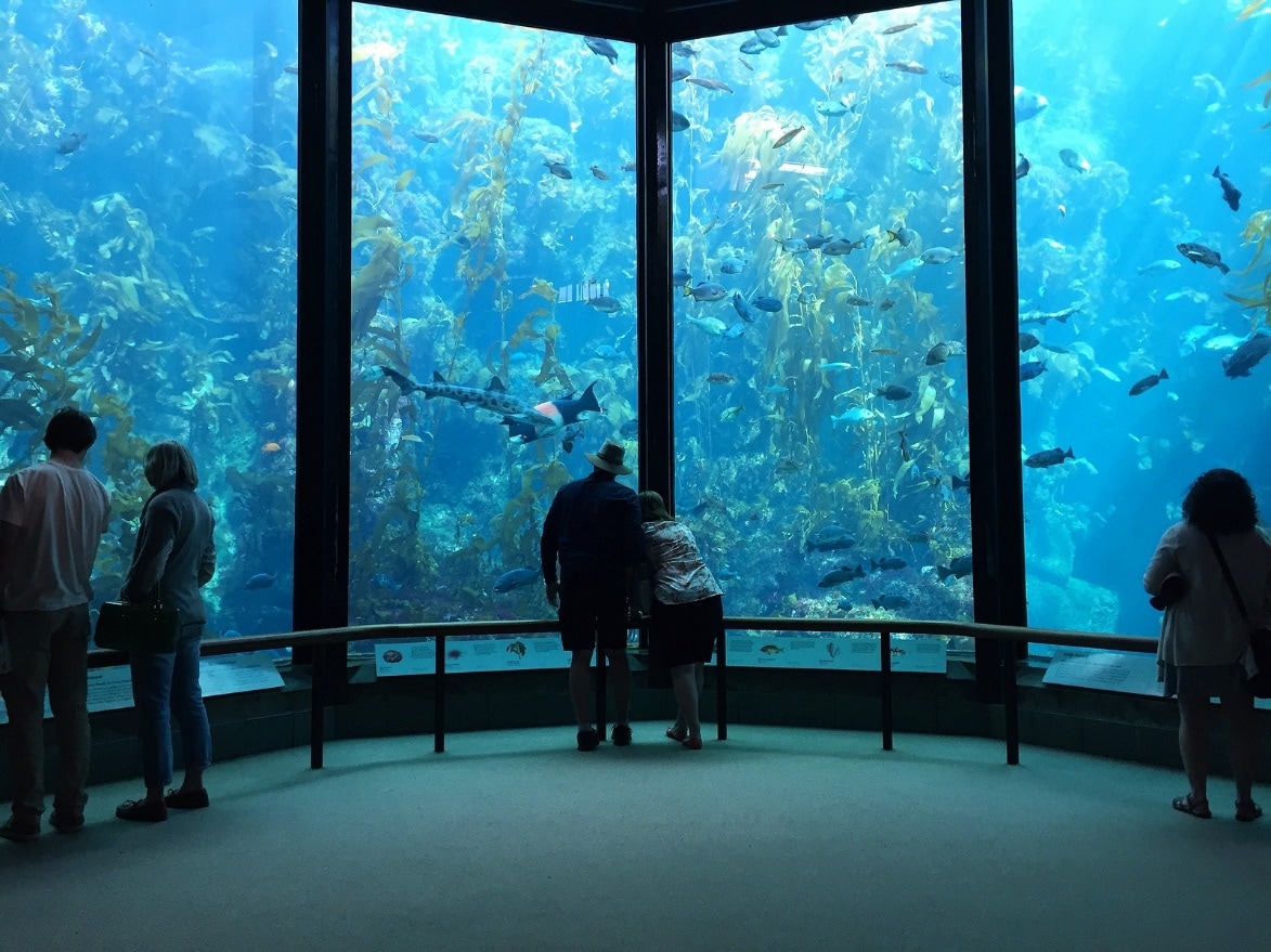 Monterey Aquarium, Monterey, CA