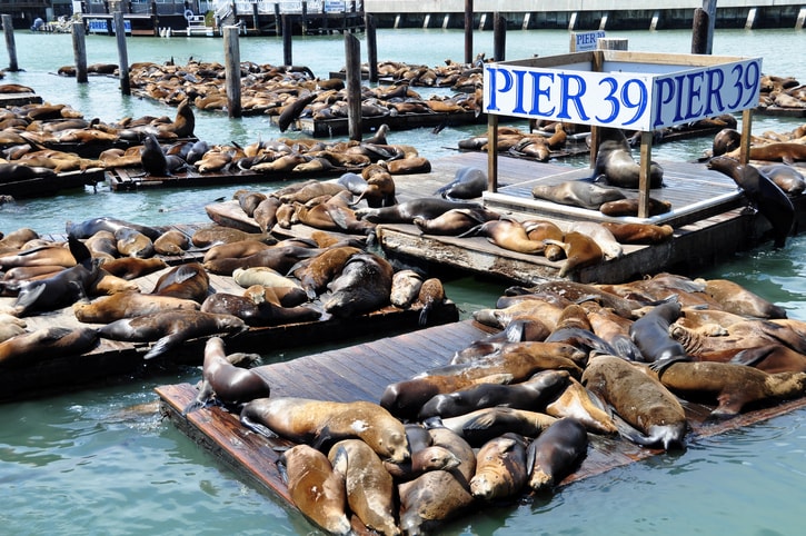 Pier 39 in San Francisco