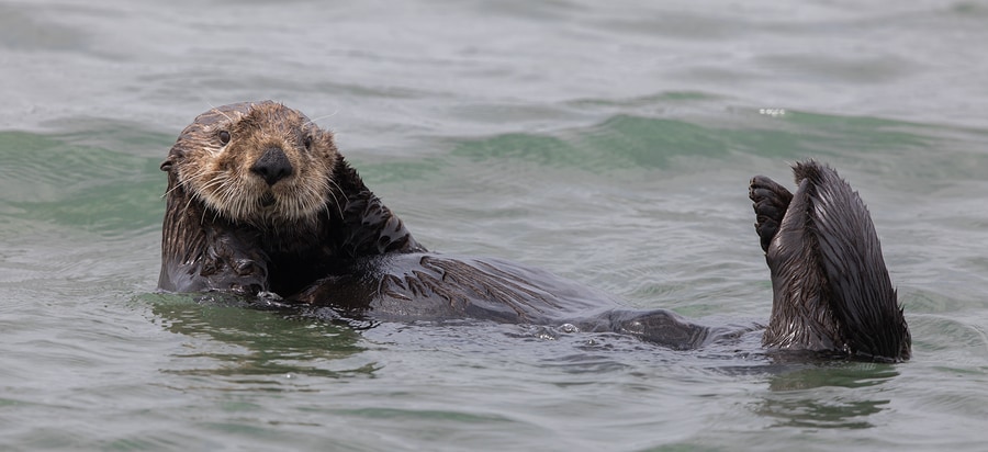 Otter - Monterey, California