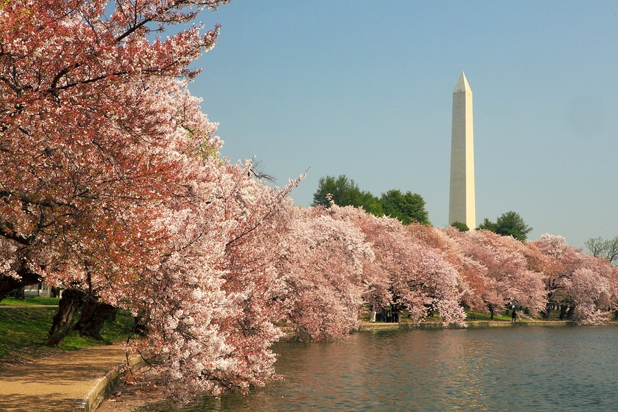 Cherry Blossoms in Washington DC