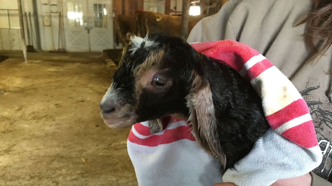 A brand-new goat joins the Sprout Creek family. Photo by Marlene McGuire